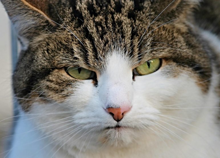 an image of a cat with a grumpy face